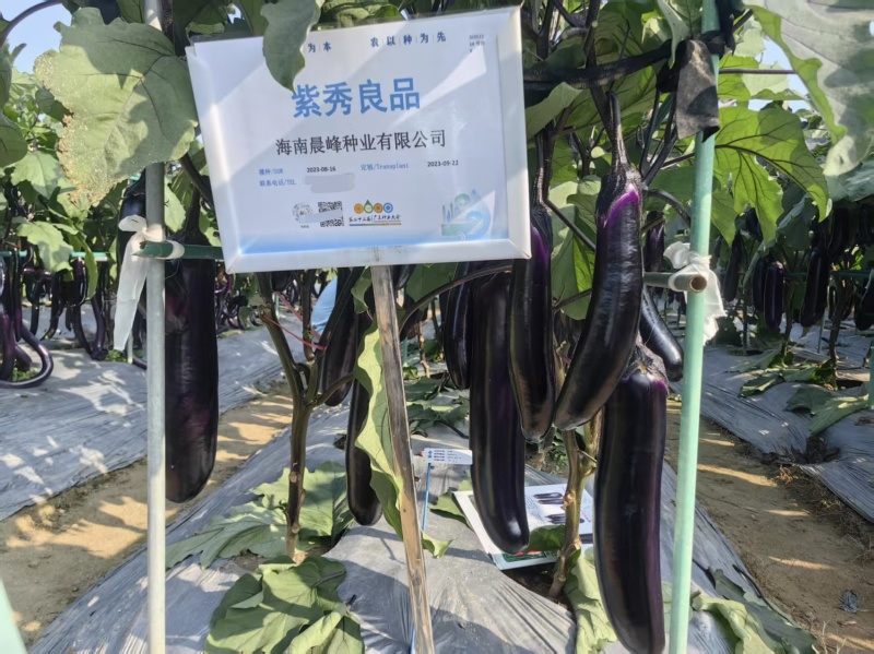高品质紫红长茄子种子鲜食烧烤两用广茄种子光滑顺直高产茄子