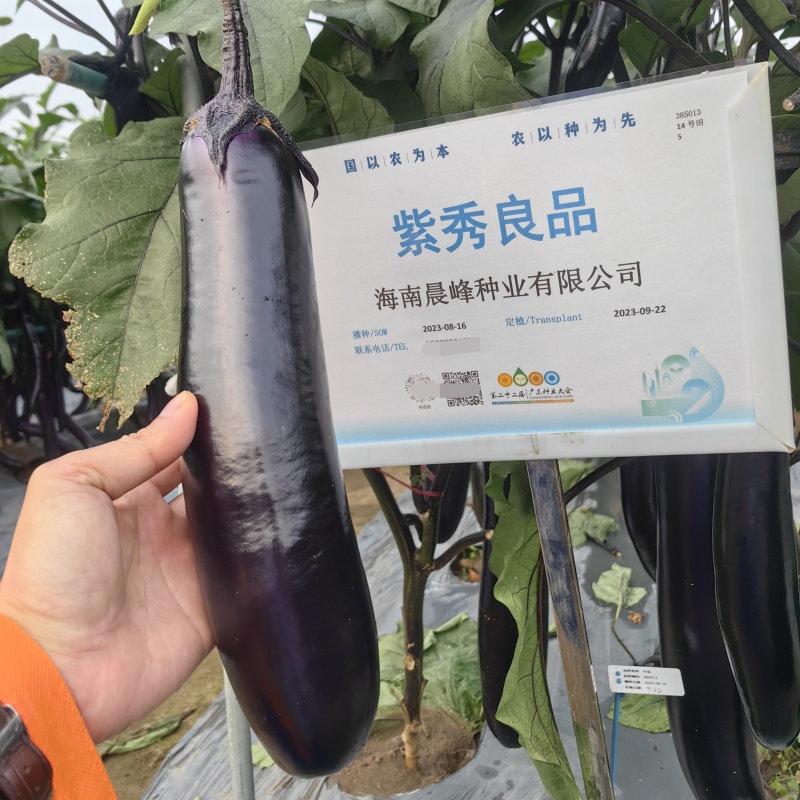 高品质紫红长茄子种子鲜食烧烤两用广茄种子光滑顺直高产茄子
