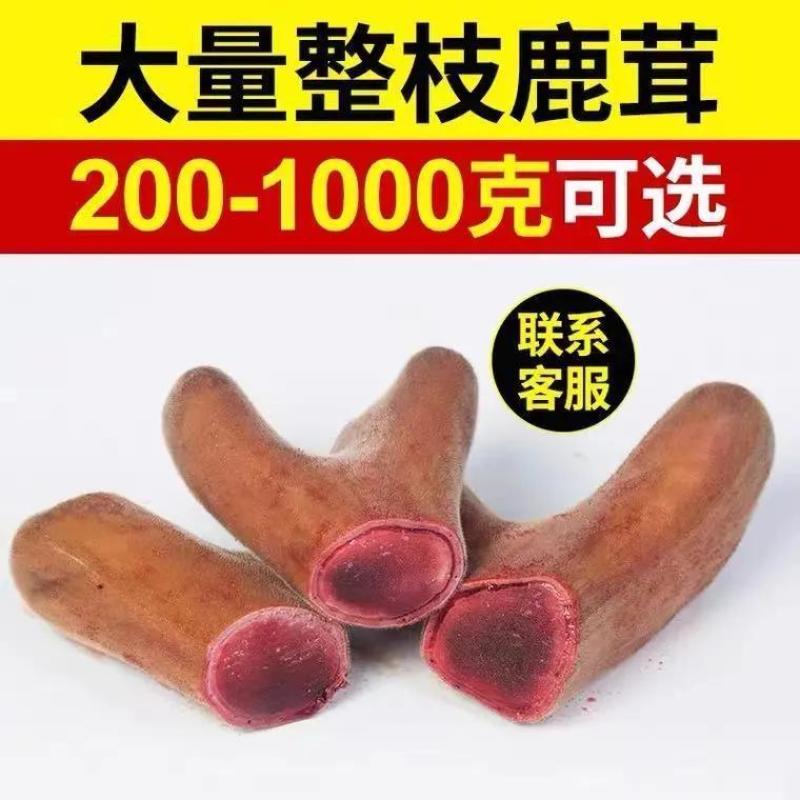 【梅花鹿】新鲜整枝鹿茸含血鹿茸，头茬二杠梅花鹿茸血茸片