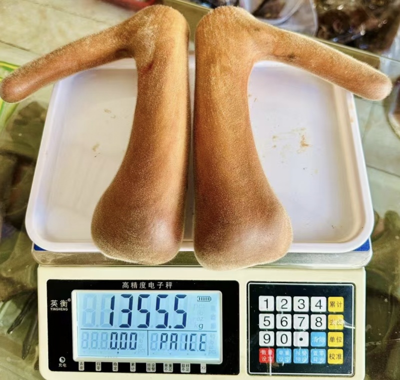 【梅花鹿】新鲜整枝鹿茸含血鹿茸，头茬二杠梅花鹿茸血茸片