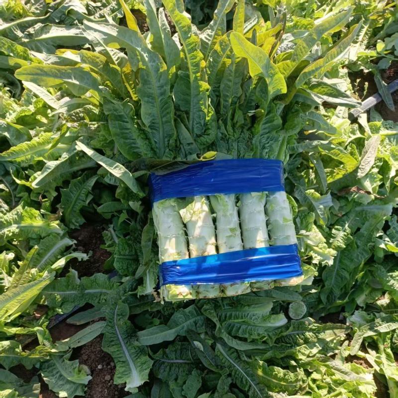 【推荐】许昌红叶香莴苣量大从优保质保量一条龙服务对接全