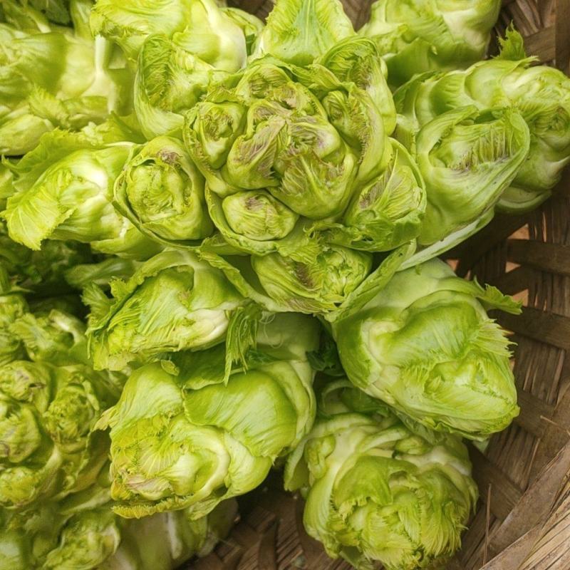 晚熟儿菜