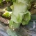 【推荐】许昌红叶香莴苣量大从优保质保量一条龙服务对接全