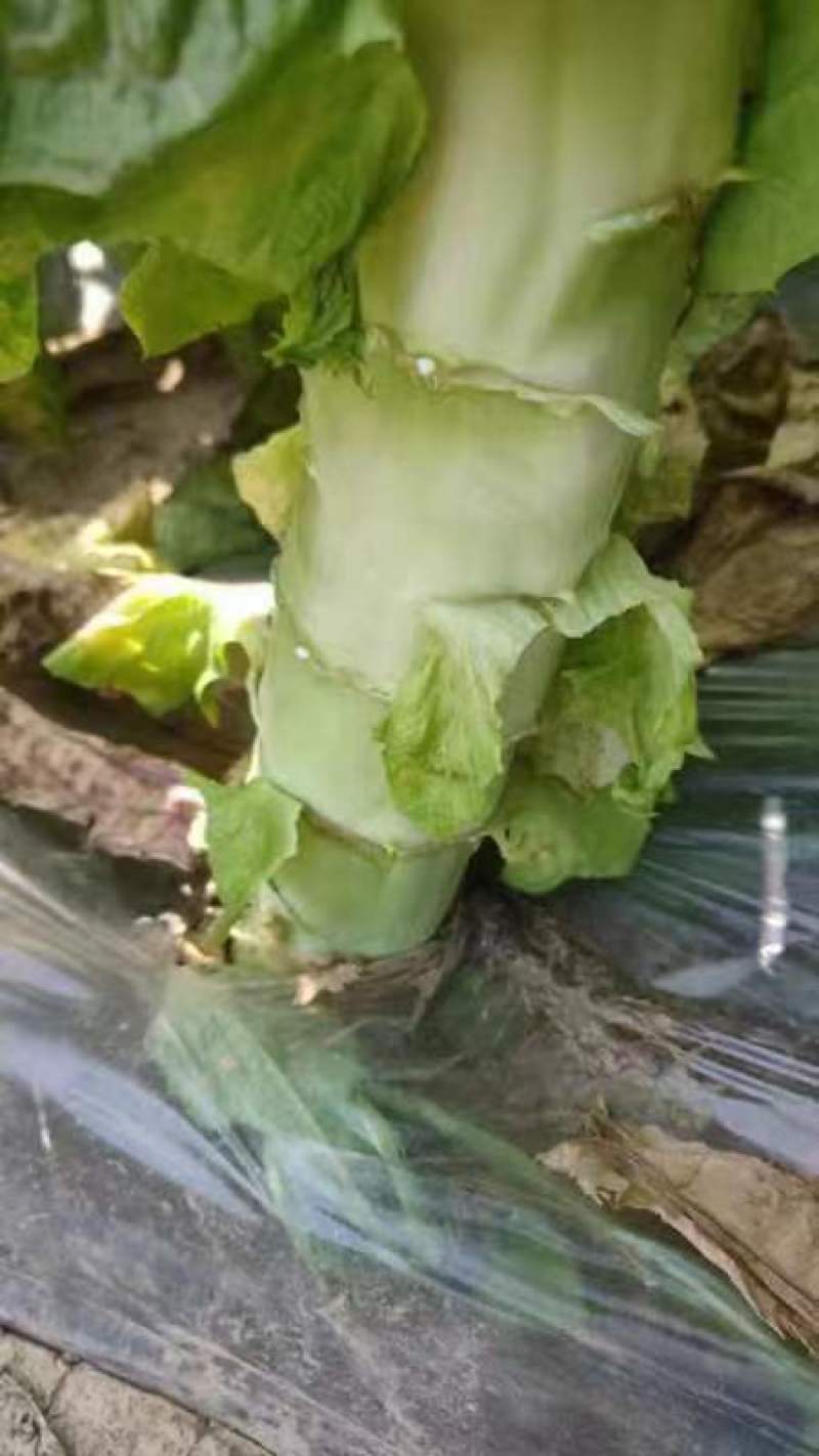 【推荐】许昌红叶香莴苣量大从优保质保量一条龙服务对接全