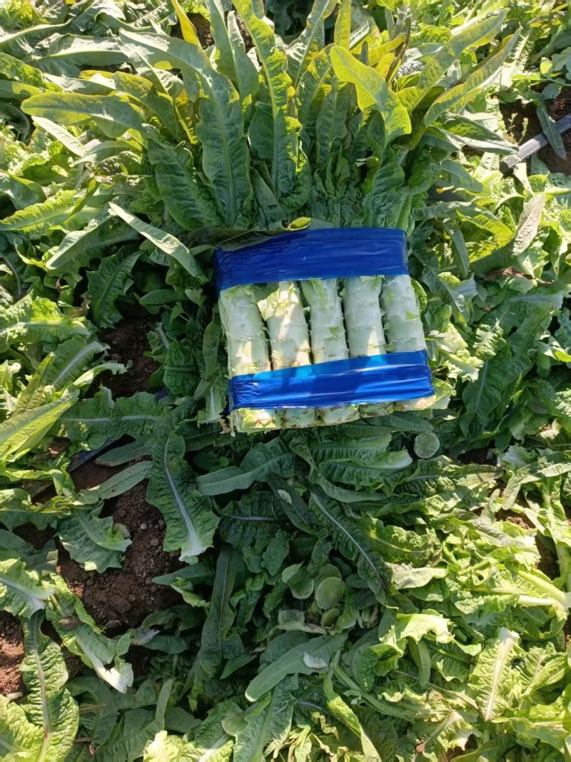 【推荐】许昌红叶香莴苣量大从优保质保量一条龙服务对接全
