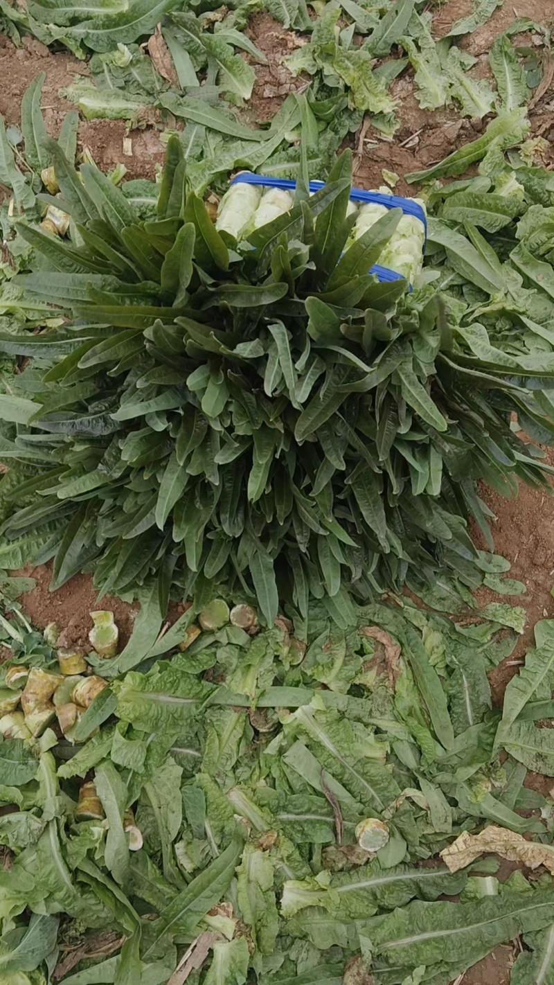 【推荐】许昌红叶香莴苣量大从优保质保量一条龙服务对接全