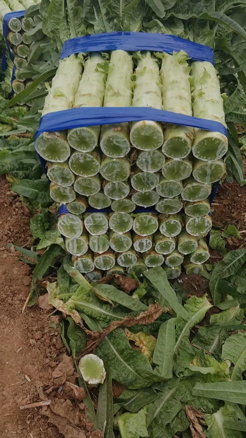 【推荐】许昌红叶香莴苣量大从优保质保量一条龙服务对接全