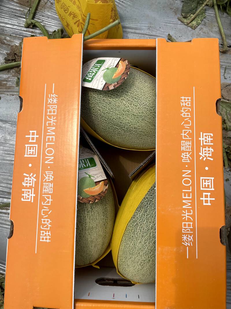 海南哈密瓜晓蜜25电商团购档口一手资源发全国
