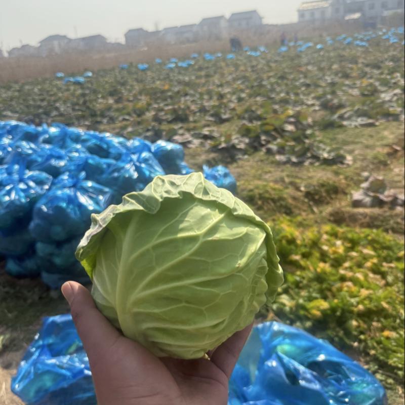 圆甘蓝，南通产地，一亩田友专享（品质保证）产地供应