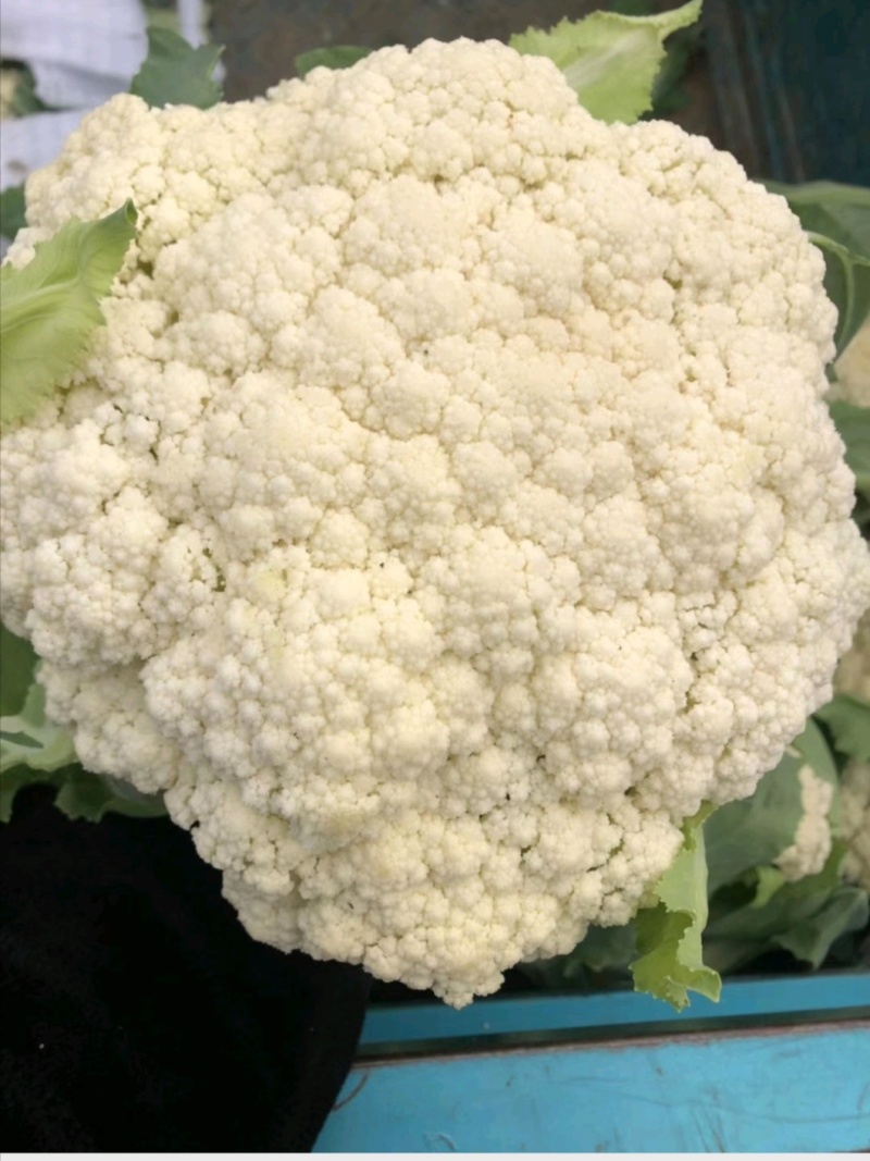 精品花菜，产地直销，质量过硬，一手货源，一级乳白。