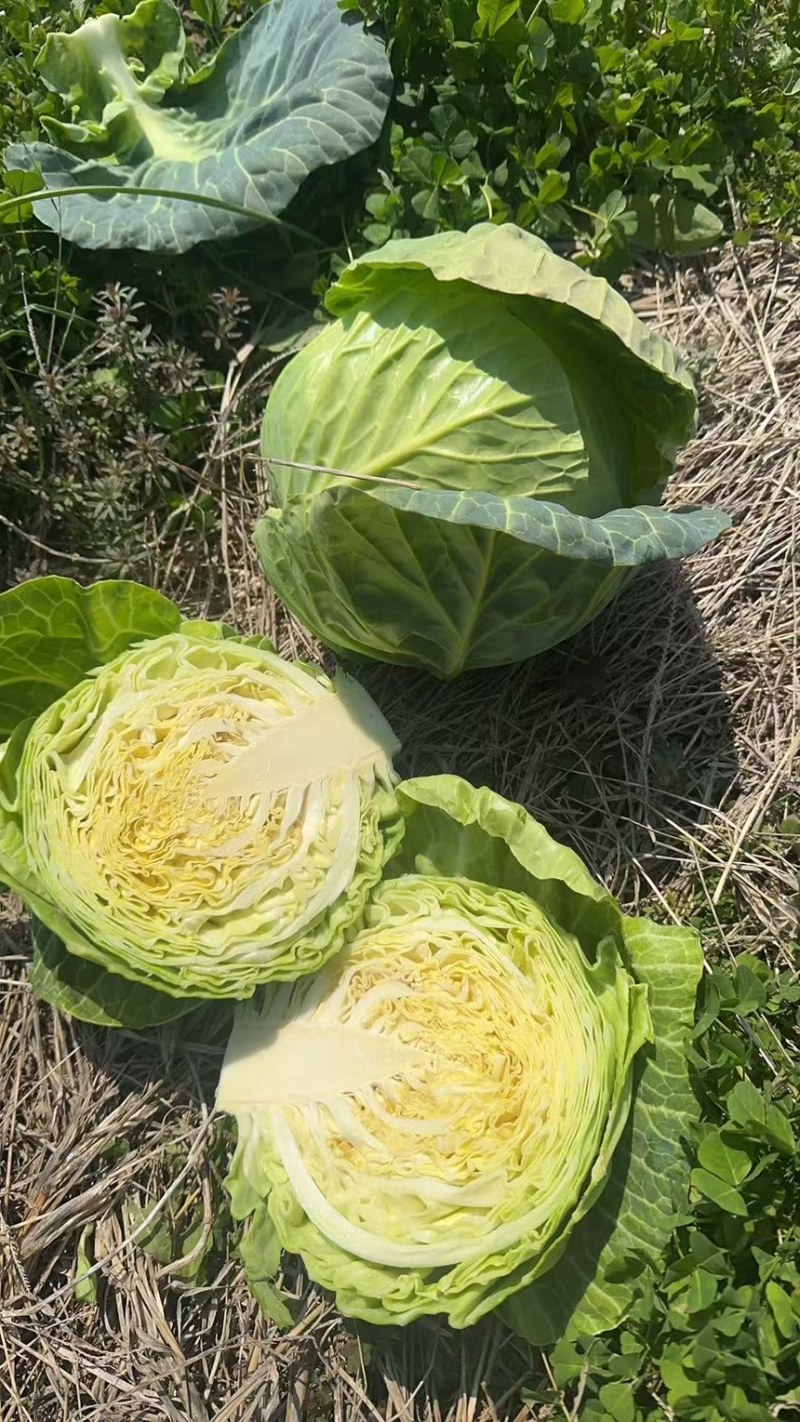 中甘甘蓝～江苏基地～绿球～，无虫～颜色亮～产地供应有保证