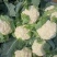 花菜