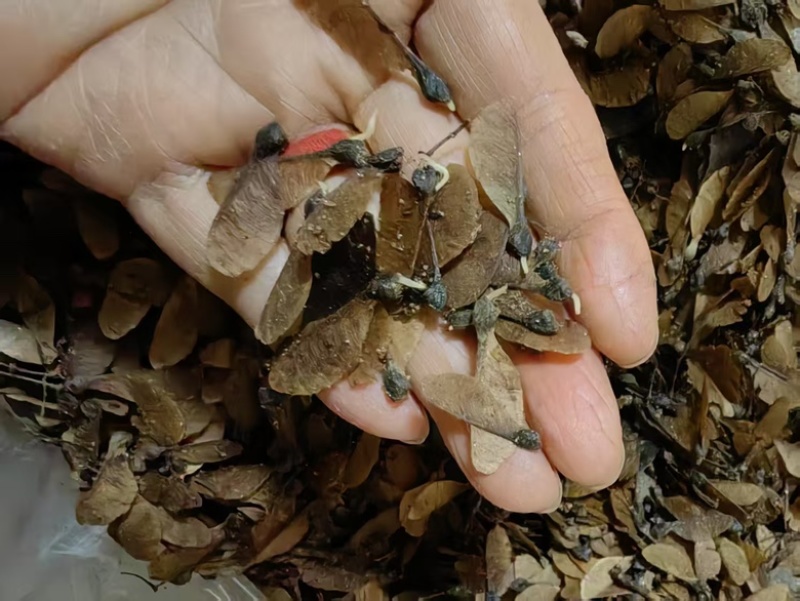 沙藏好的小叶三角枫种子绿化园林