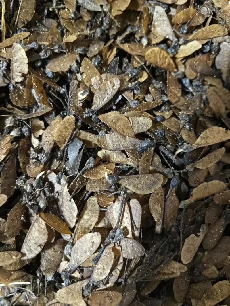 沙藏好的小叶三角枫种子绿化园林