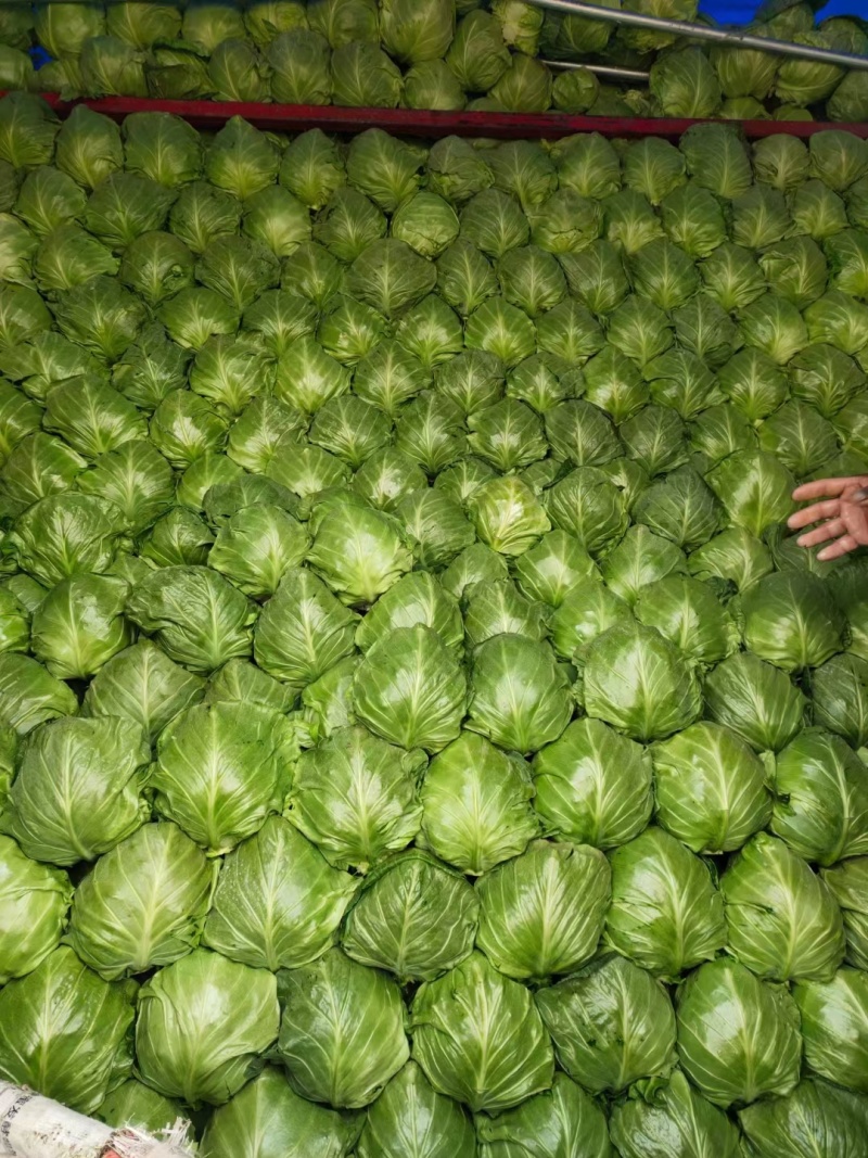 精品甘蓝保质保量大量供应产地直销一手货源