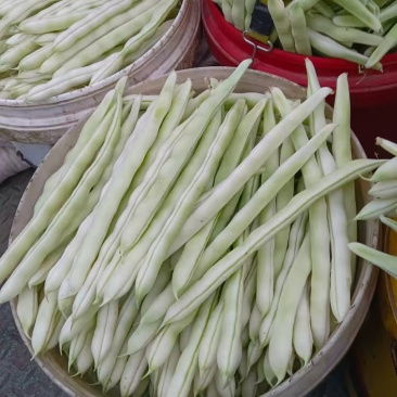 泰安市岱岳区房村芸豆大量上市有需要的联系