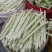 泰安市岱岳区房村芸豆大量上市有需要的联系