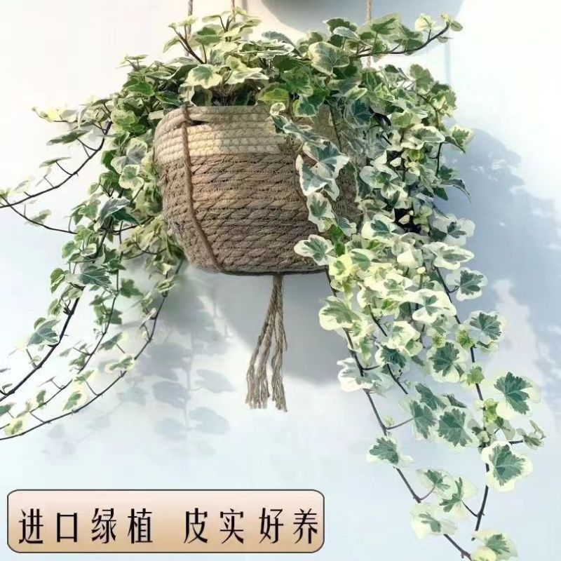 雪莹常春藤盆栽中式禅意绿植室内客厅办公室好养耐阴净化空气
