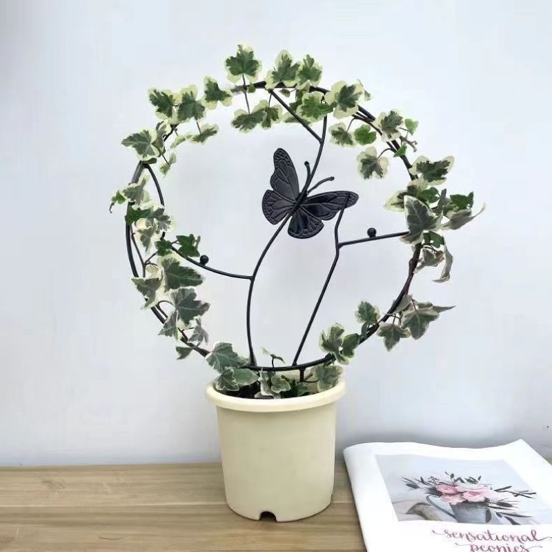 雪莹常春藤盆栽中式禅意绿植室内客厅办公室好养耐阴净化空气
