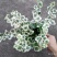 雪莹常春藤盆栽中式禅意绿植室内客厅办公室好养耐阴净化空气
