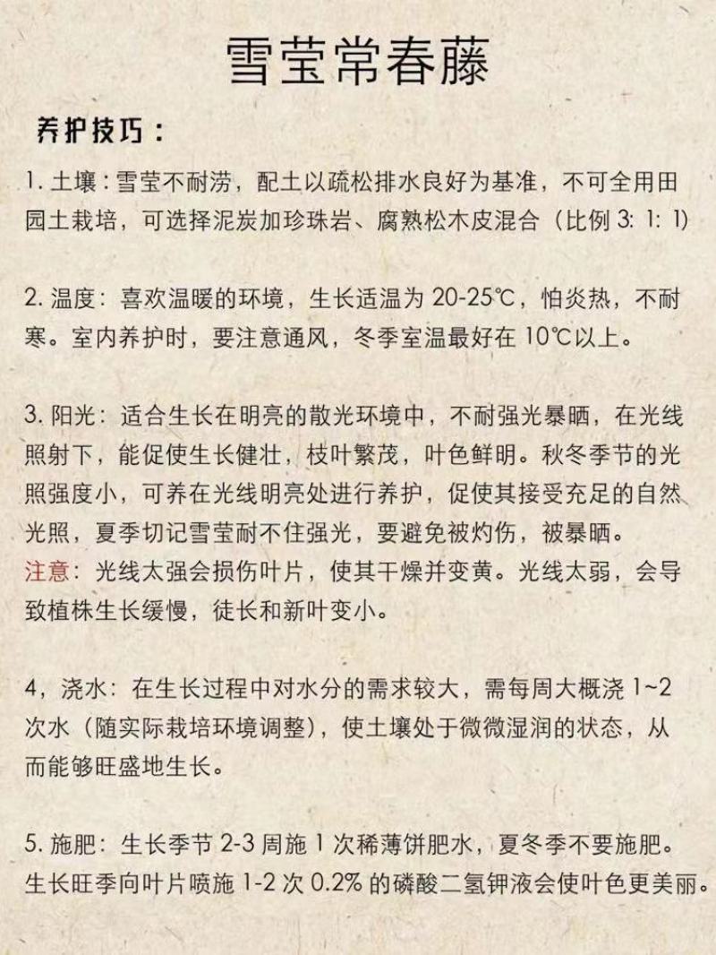 雪莹常春藤盆栽中式禅意绿植室内客厅办公室好养耐阴净化空气