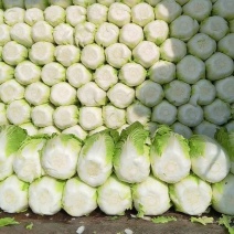 菊锦黄心大白菜无抽苔无烧心产地直销