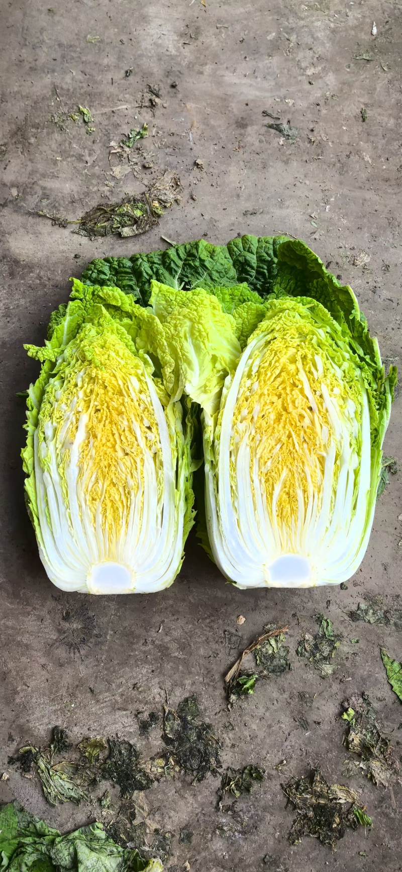 菊锦黄心大白菜无抽苔无烧心产地直销