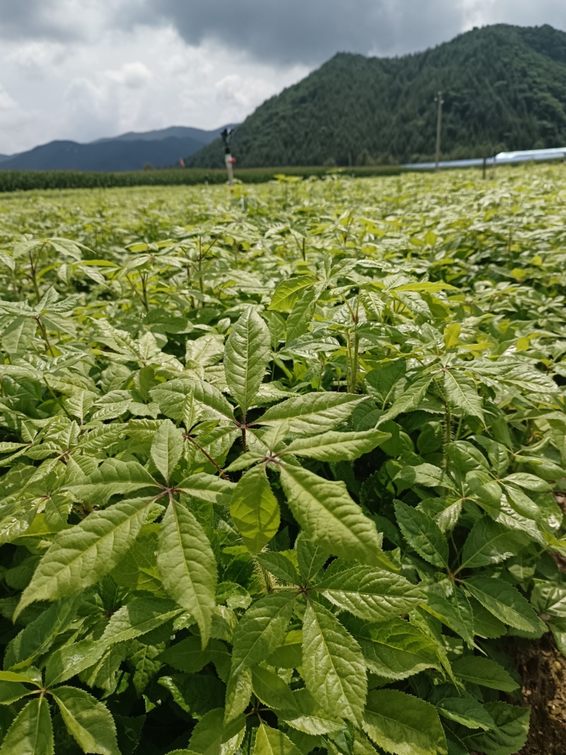 长梗刺五加苗，白毛几，老虎撩子