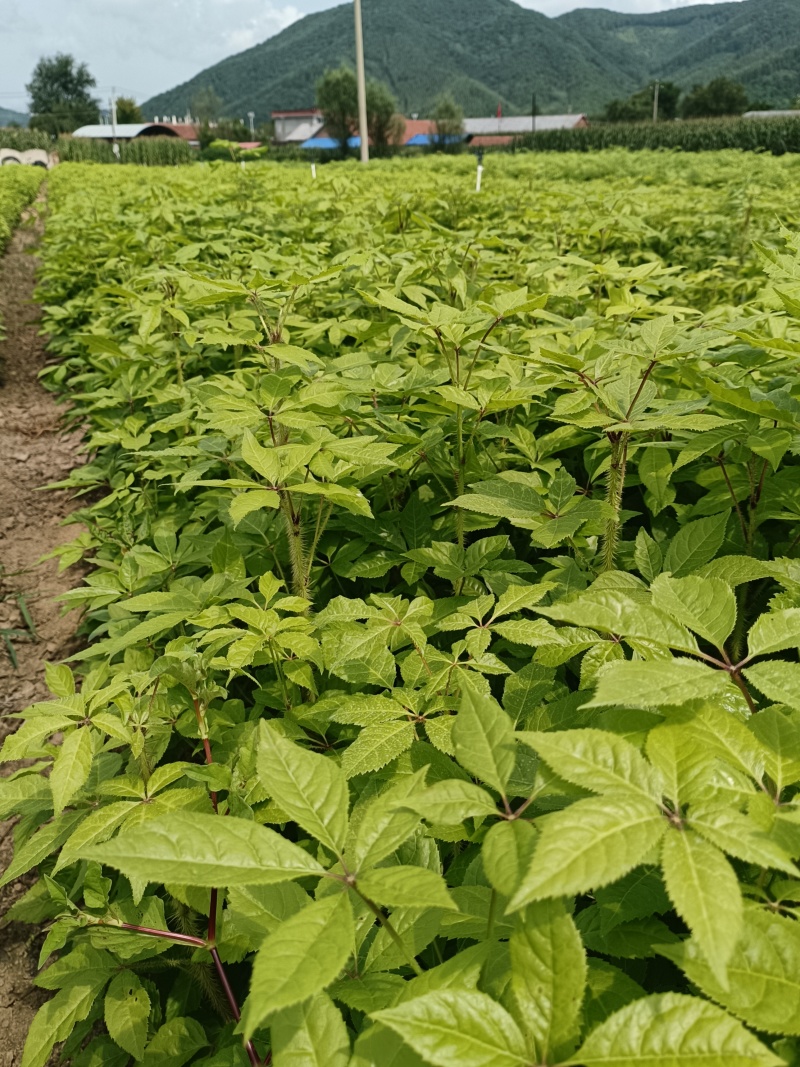 长梗刺五加苗，白毛几，老虎撩子