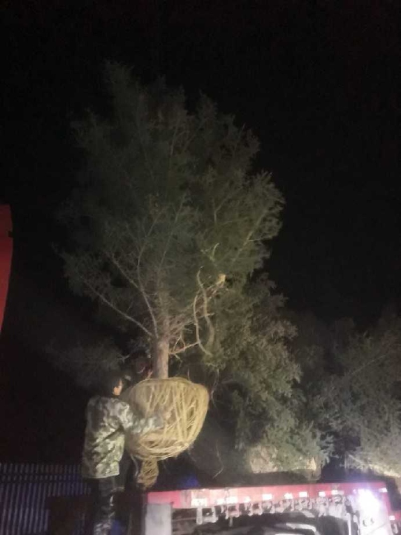 7米云杉长期出售大土球黄土当当天装车当天起苗，