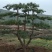 宁夏固原兰团长出售2米云杉4米云杉3米云杉出售