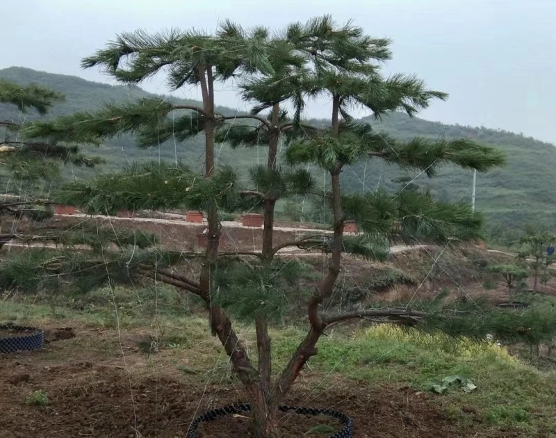 宁夏固原兰团长出售2米云杉4米云杉3米云杉出售