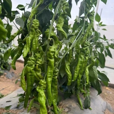 螺丝椒苗