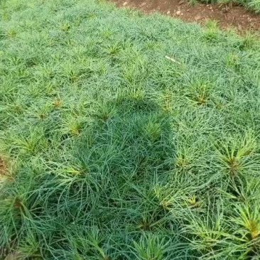 红松苗，红松杯苗，红松二年苗，四年苗，五年苗
