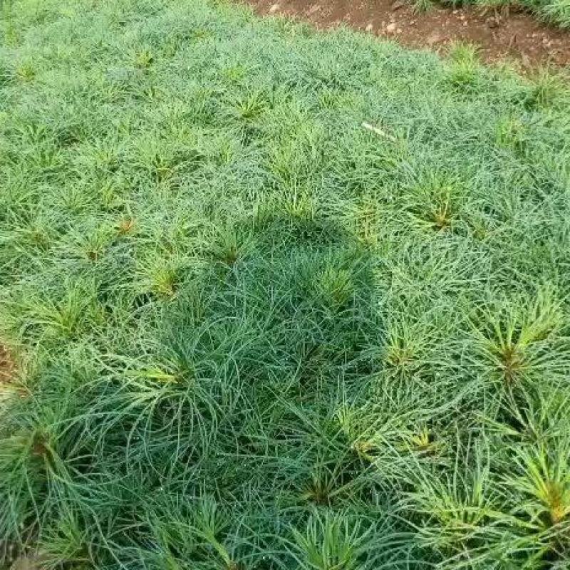 红松苗，红松杯苗，红松二年苗，四年苗，五年苗