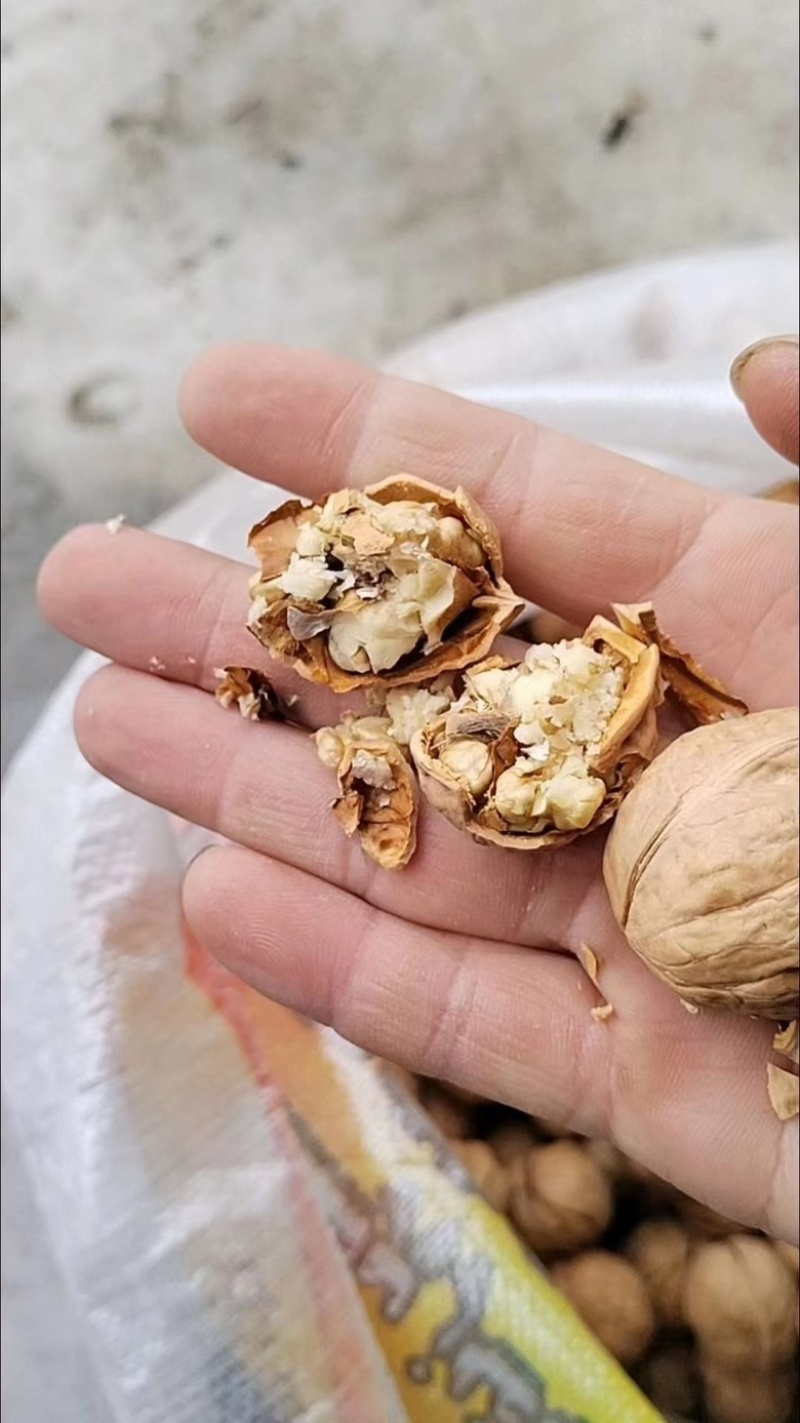 新采核桃种子