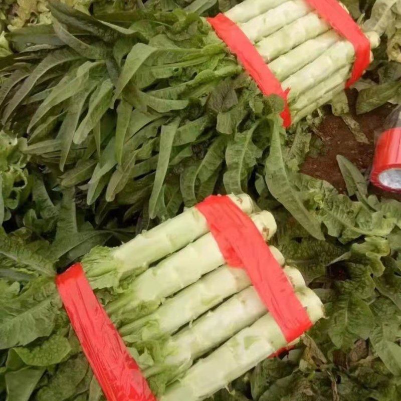 华州红叶昏笋上市，叶好杆的美，可装毛笋，打捆都行，要联系