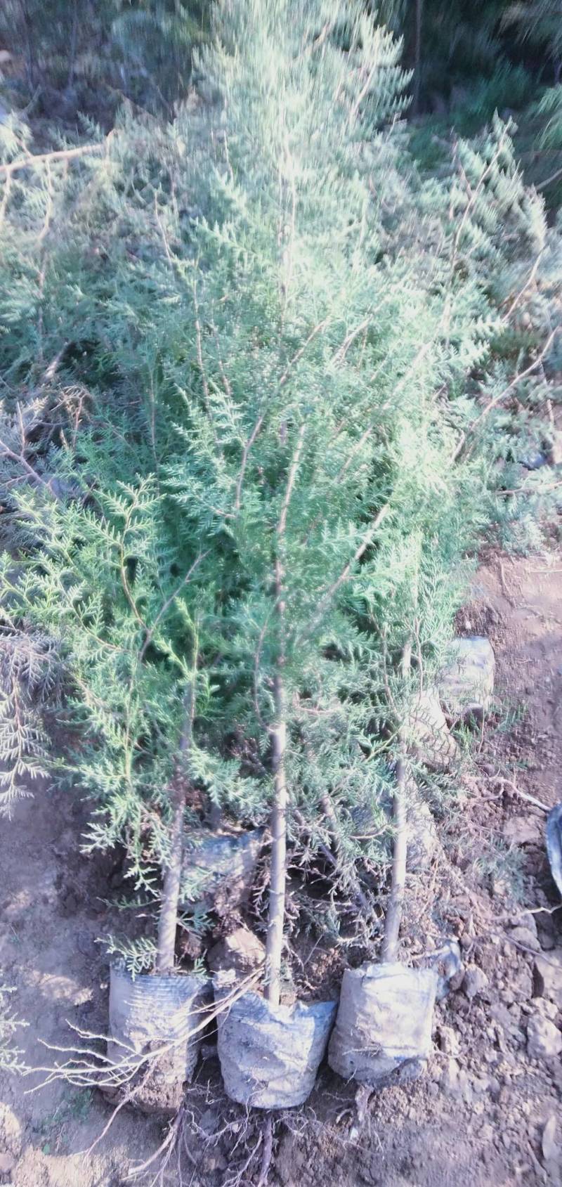 侧柏60-2米质美价优