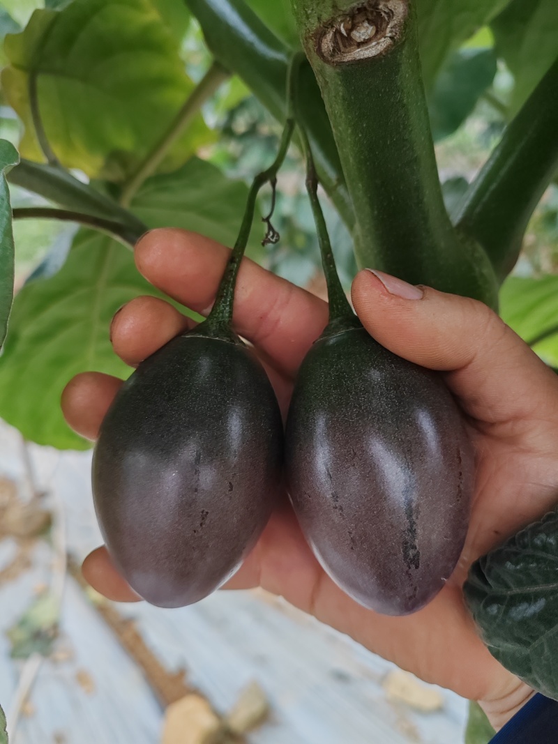 树番茄