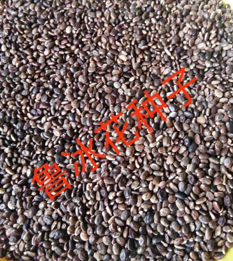 鲁冰花种子四季播种易存活庭院阳台花卉