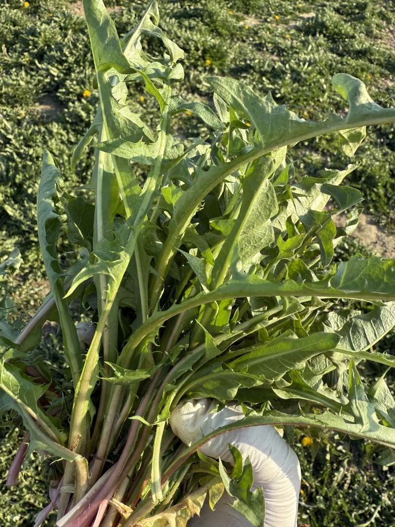蒲公英鲜菜山东巨野多种规格可定制可批发可电商代发
