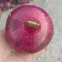 洋葱/大红二红洋葱开封基地直供品质优可视频看货欢迎咨询来
