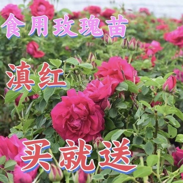 食用玫瑰苗墨红滇红叶水清秀根系发达常年供应量大从优