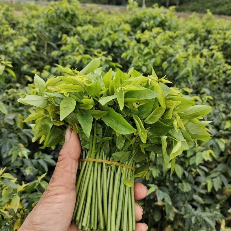 树仔菜，台湾山苏