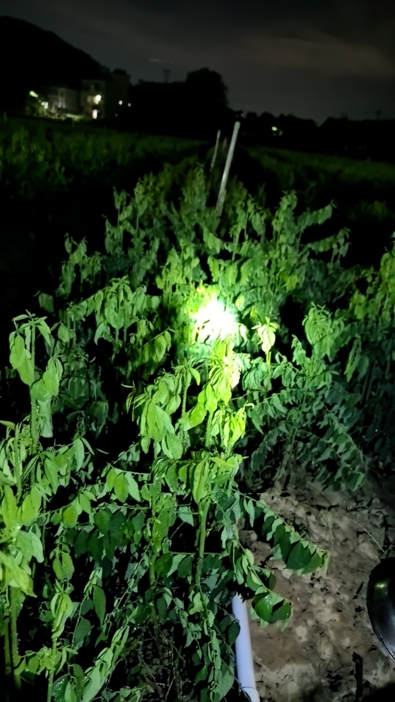 树仔菜，台湾山苏