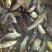 丁桂鱼苗活体丁岁苗丁贵鱼须岁鱼淡水冷水养原生鱼淡水鱼
