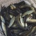 优质大草鱼苗皖鱼苗活体大种花鲢白鲢鱼苗欢迎老板选购