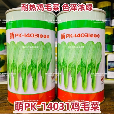 微萌耐热鸡毛菜种子萌PK14031鸡毛菜小青菜种子夏季