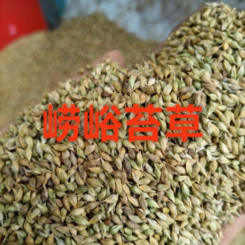 崂峪苔草种子四季常青