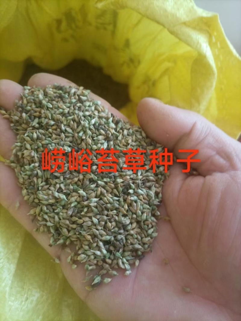 崂峪苔草种子四季常青